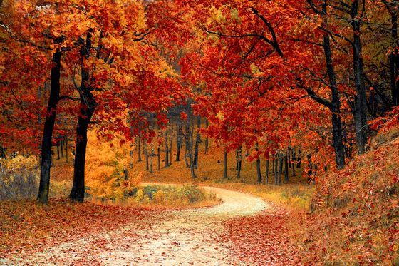 Autumn lake surrounded by colorful trees
